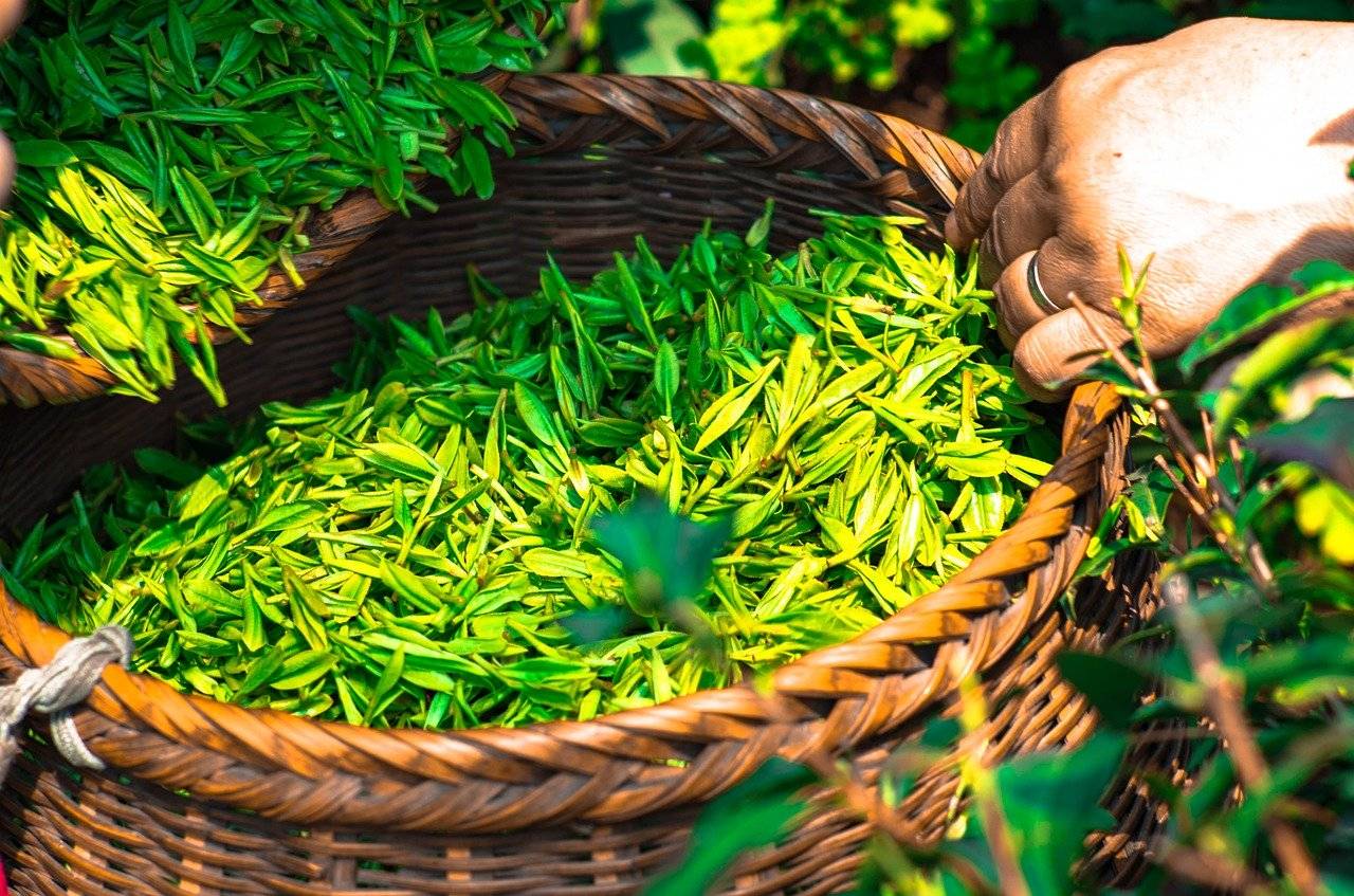 茶有缘饮无疆一杯香茗共贺首个国际茶日