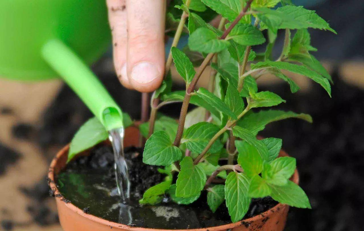 原创在朋友家掐一段薄荷的茎,放水里就长根,室内养几周长爆盆