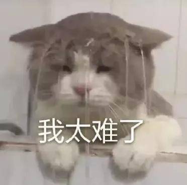 「专业」文科生“夹缝求生”？高考激烈竞争下如何脱颖而出？