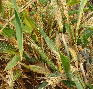病虫害科普丨小麦黄矮病的危害与防治
