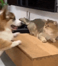 种族劣势在它身上体现的淋漓尽致动不动就咬我脸 你看家里的蠢狗每天