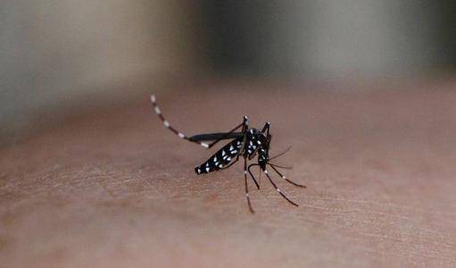 凶猛的"花斑蚊",东南亚千万人因它患病,如今已扩散到中国东北