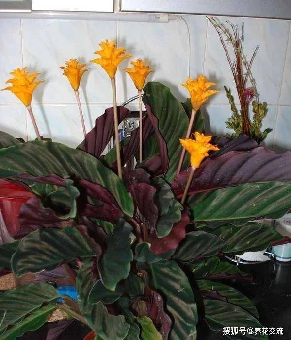 原创特容易开花的黄苞竹芋,能开火焰般的花,养树荫下都没问题
