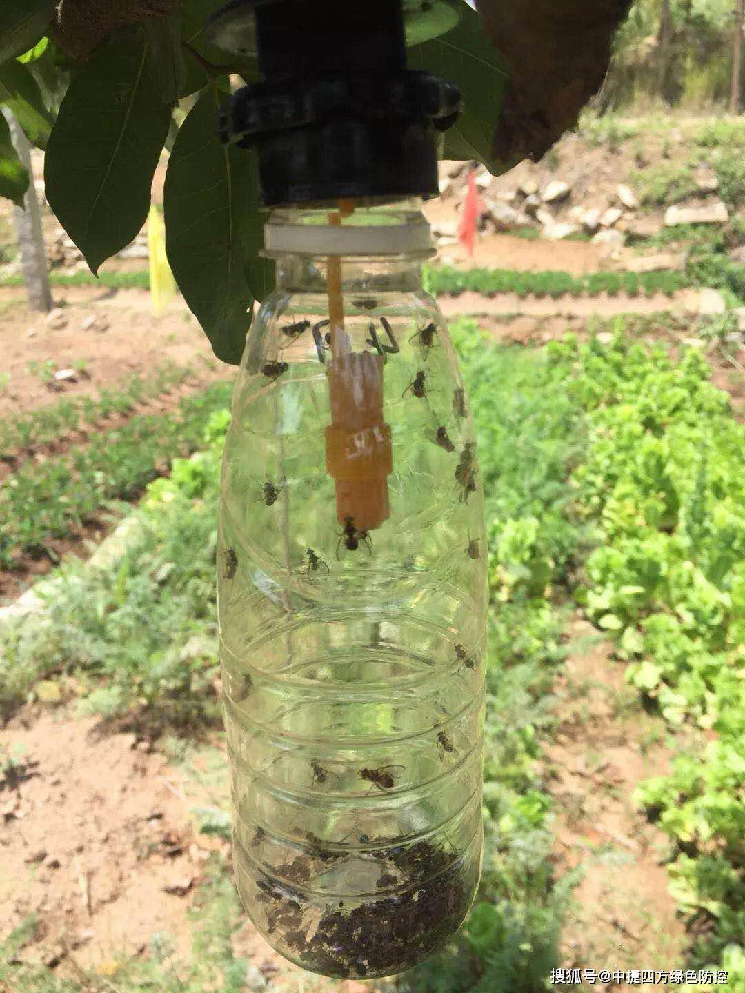 橘小实蝇雄虫诱集效果显著②简易实蝇诱捕器实现废弃矿泉水瓶的再