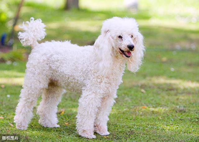 比熊vs白色贵宾犬,你能分得清吗?