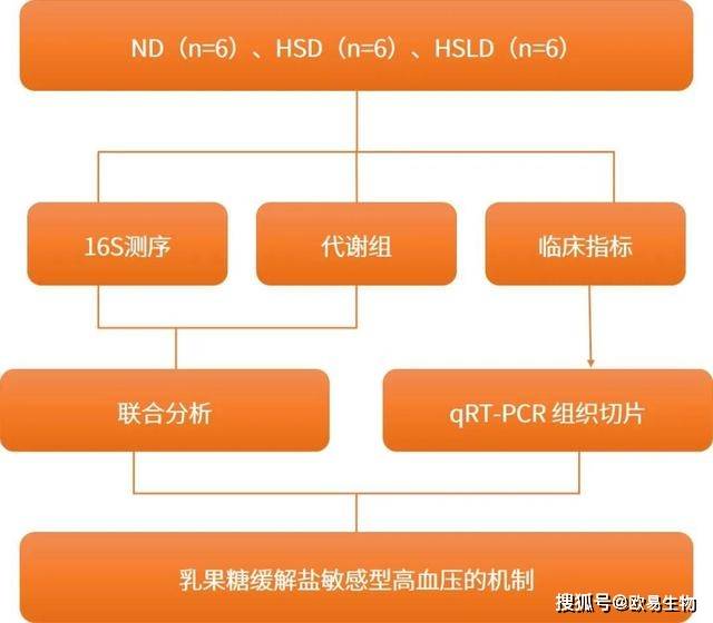 乳果糖的原理_项目文章 运用16S 代谢组学揭示乳果糖缓解盐敏感型高血压的作用机制