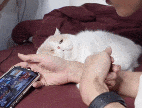 原创主人打游戏,猫咪紧紧抱住他的手撒娇:我重要还是游戏重要?