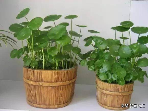 这8种水生植物一竞技app比盆栽花卉更好看且更好养(图7)