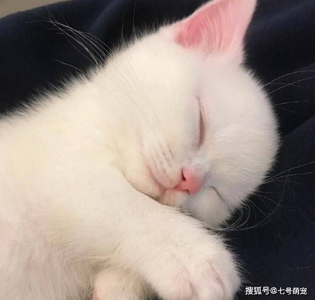 白色小奶猫火遍全网网友点赞这是什么神仙颜值萌晕了