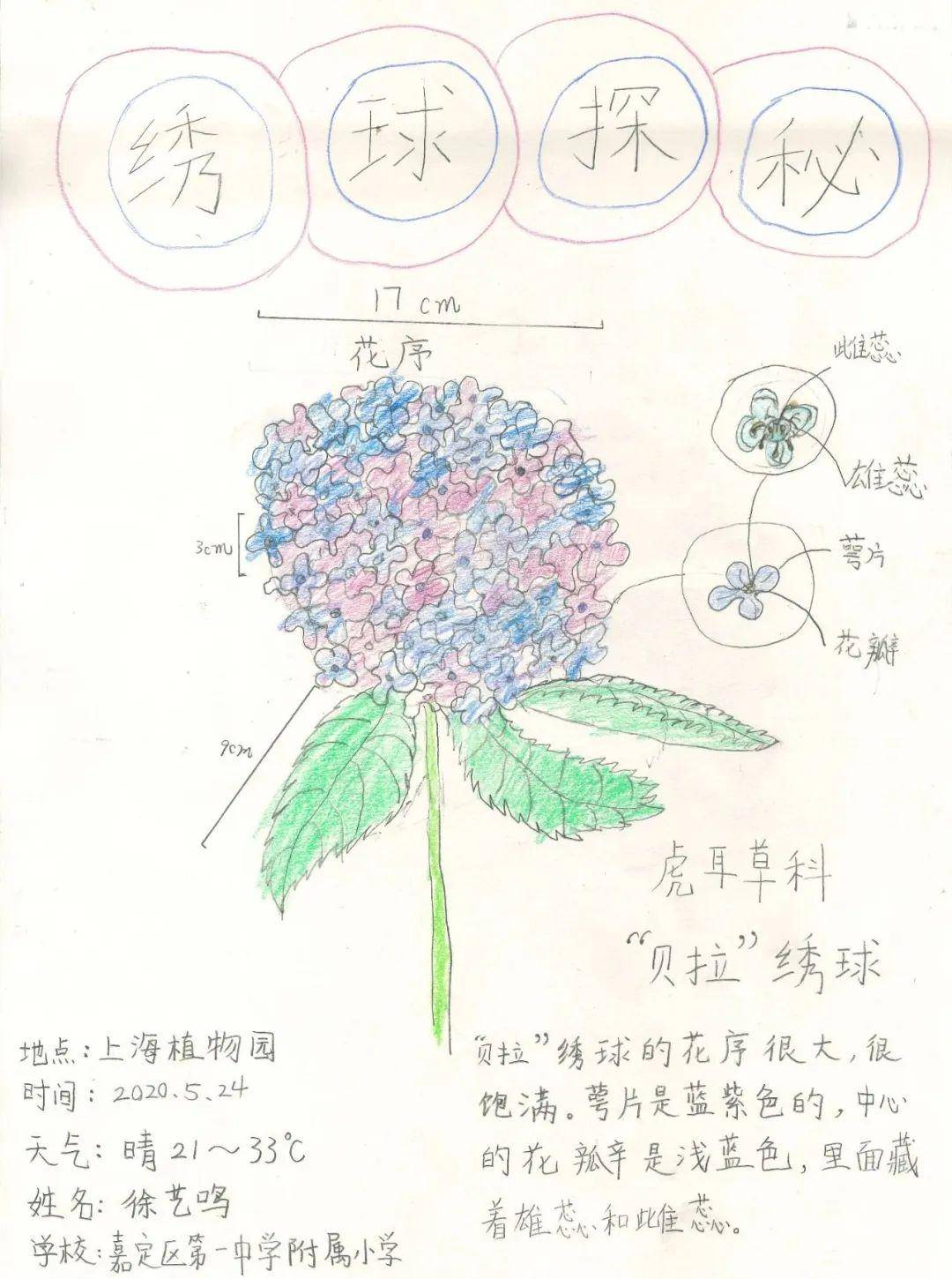 2020上海(国际)花展自然笔记作品—留住最美的春天_绣球