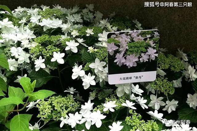 手机拍照14八仙绣球花梦幻绽放下