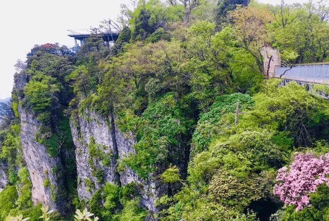 汉中龙头山景区的杜鹃花,樱花开啦