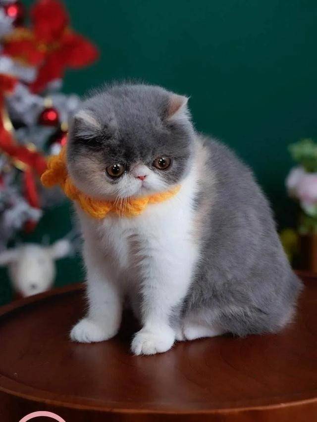 怎么看小猫咪品相 0d100faa0f6e46208a42a9dc89aff59d.jpeg