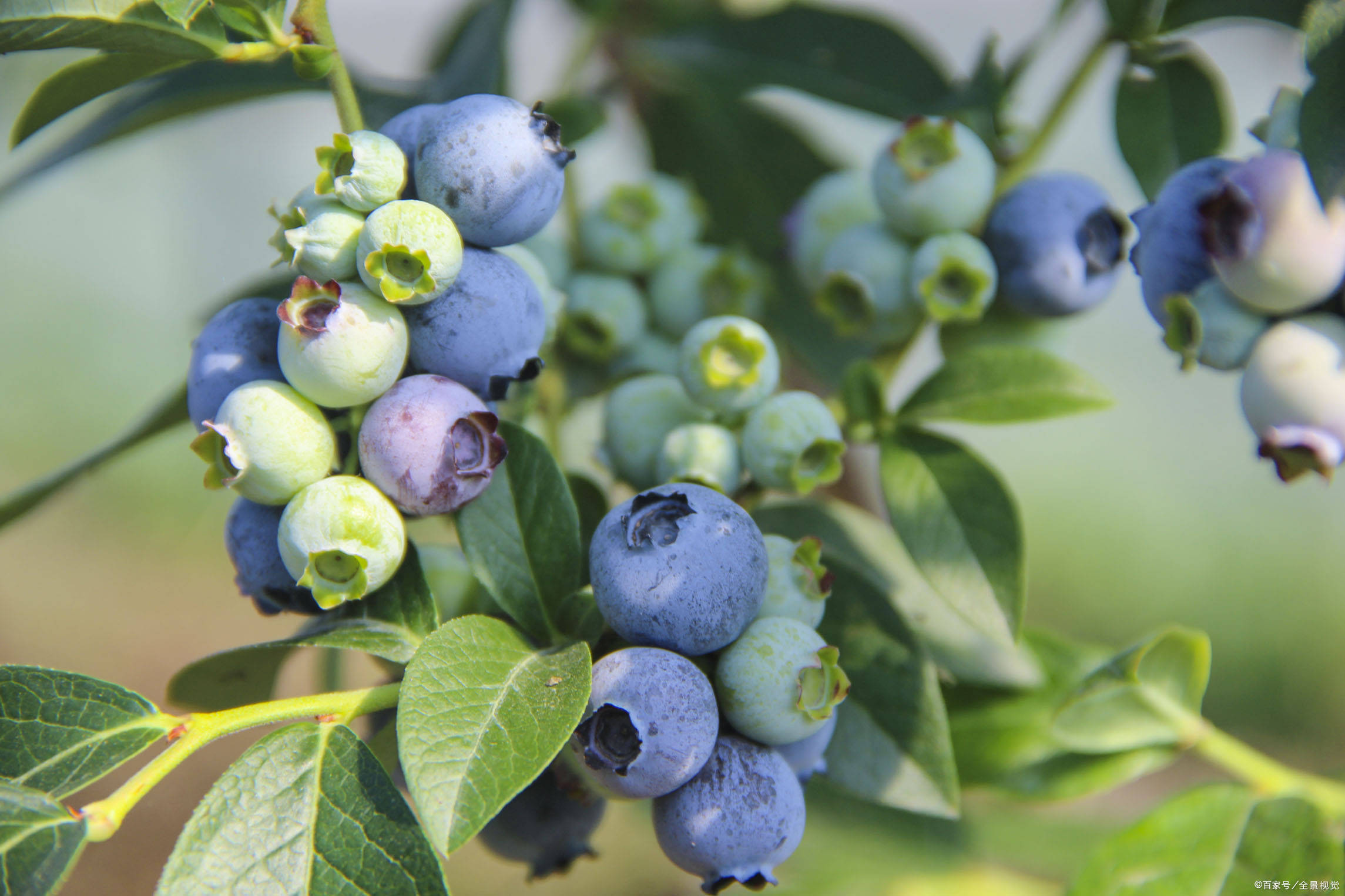 蓝莓种植技术及蓝莓水分管理