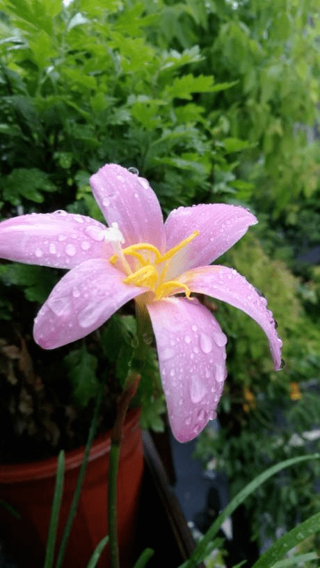 4种花喜欢淋雨,下雨天搬出去,花开得更娇艳