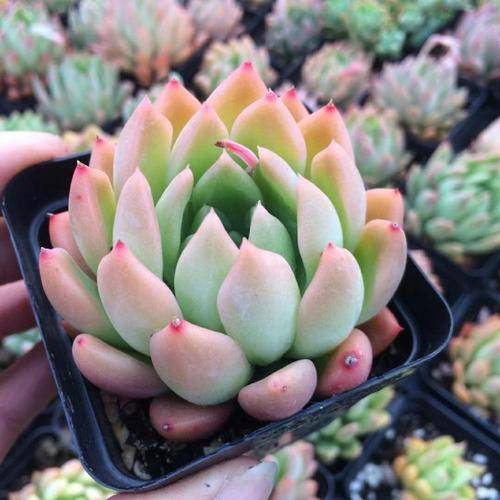 多肉植物能放到卧室吗 49c2a9ced79c4870a4eb556035d512ca.jpeg