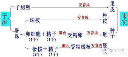 蚕豆种子,玉米种子的异同点:21,控制显性性状的基因是显性基因,用