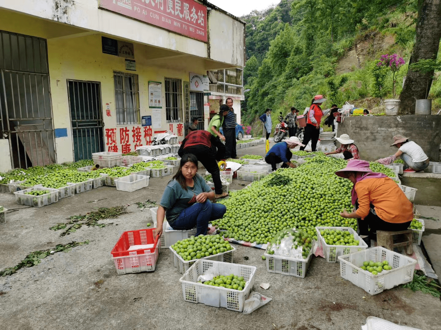 贵州贞丰县鲁贡镇有多少人口_贵州贞丰县双乳峰(3)