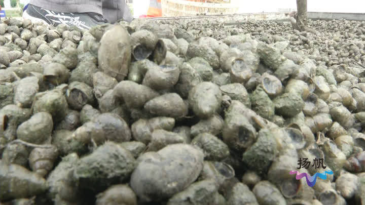 螺蛳: 改善水质!两吨螺蛳投入槐泗河干河