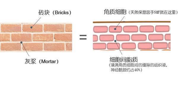皮肤怎么样才算屏障受损 a0712999747548eb8d291c0497dfd901.jpeg