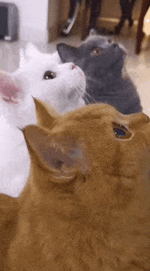 第一次吃冰激凌的猫猫
