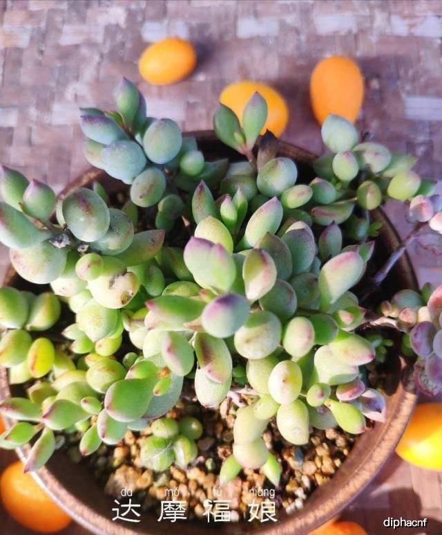 如何在家养多肉植物 27f0c126d02d4c728da80f02c0089a2d.jpeg