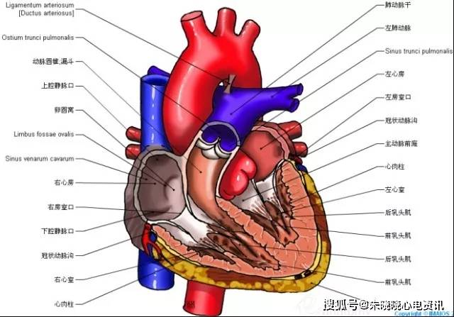 明明白白我的心:心脏解剖图