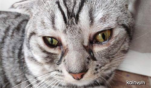 原创「奇妙の猫咪物语」猫疱疹病毒携带可以测出来吗