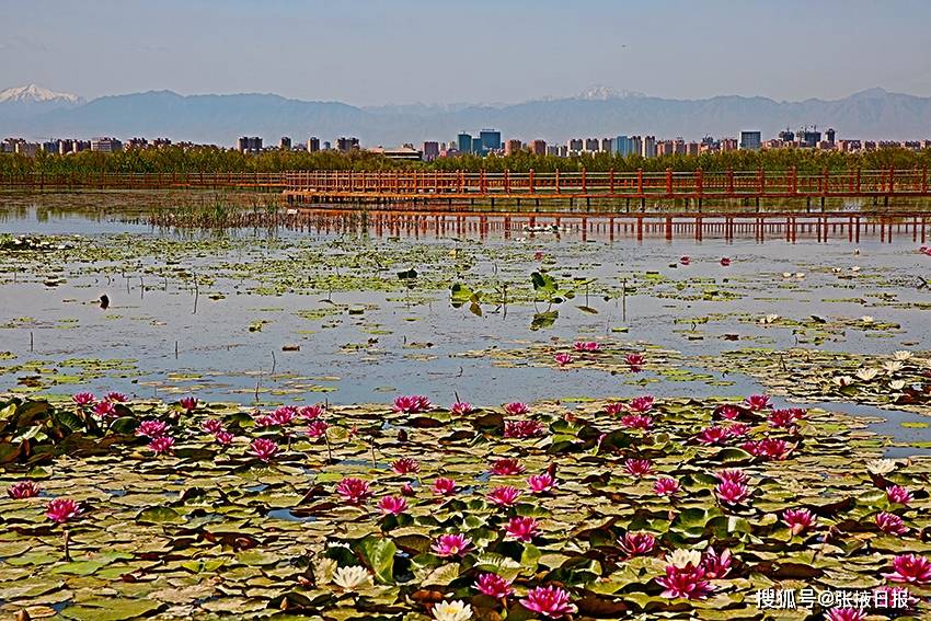 甘肃张掖:夏日生态湿地公园 环境舒适景色美