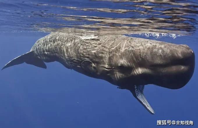 原创世界上最大的齿鲸,一天只睡1.7小时,期间不呼吸,垂直不动!