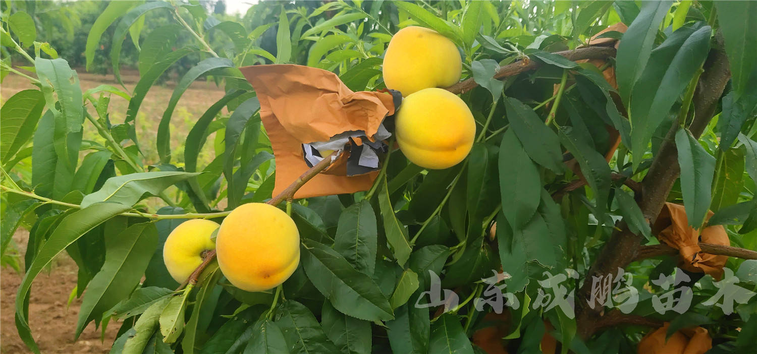 早熟黄金蜜0号可以发展嘛_黄桃