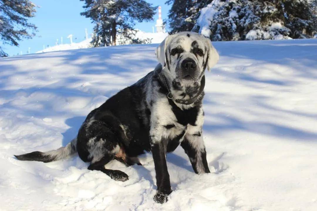 狗狗毛发变白是什么原因 72a8724a33a642e89ba3324b34dc46be.jpeg