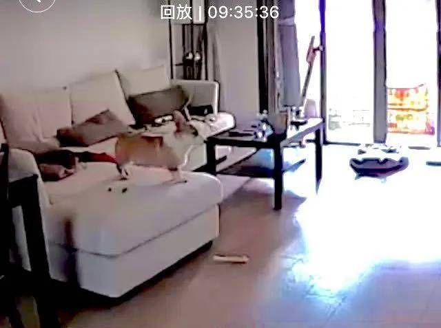 狗狗独自在家都干了些什么？