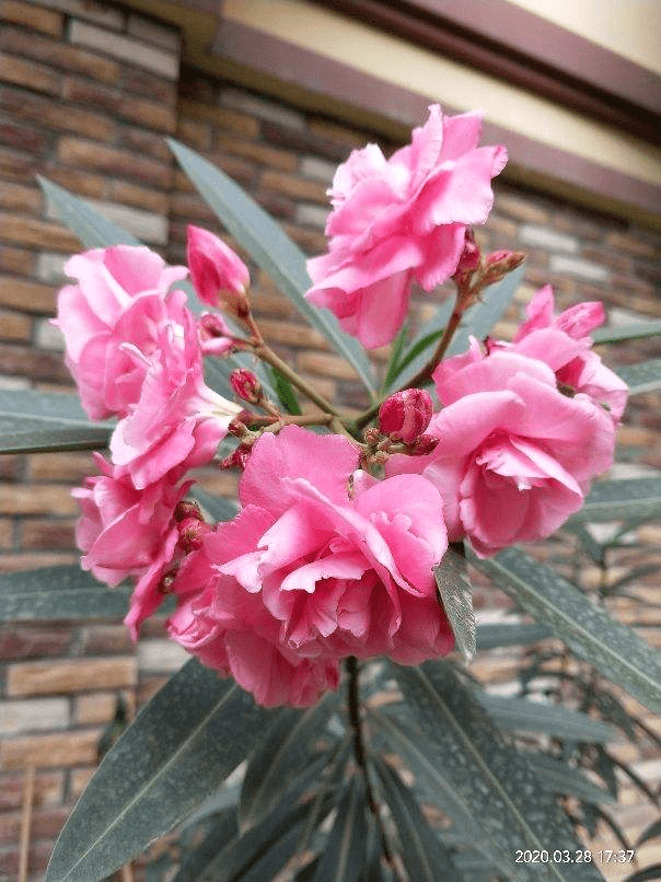 汁液|4种花有毒，让孩子远离汁液家里养孩子要注意