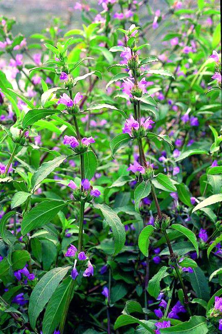大花水蓑衣1、基本信息学名：hygrophila megalanthamerr.科属：爵床科水蓑衣属