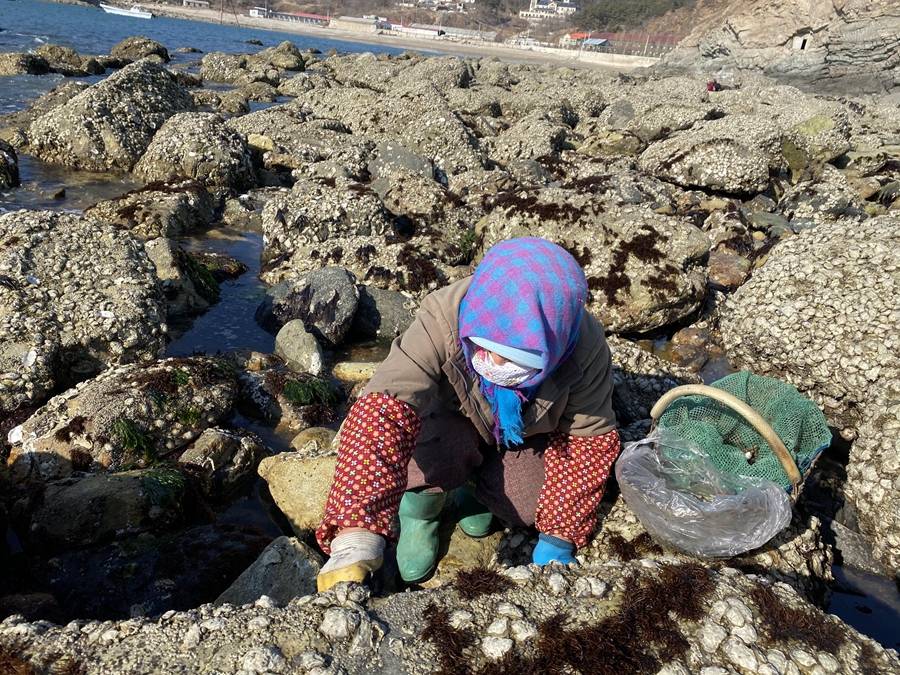 海岛渔民的生活展现最真实的渔嫂赶海原来这东西长在石头上