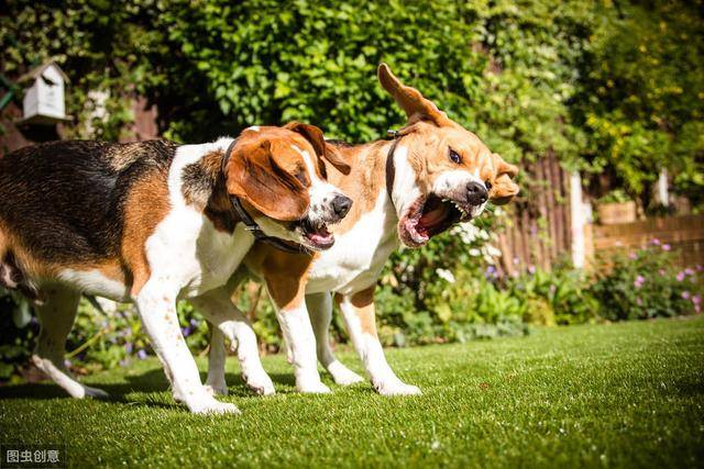 啥是舔狗行为 db8926f5413148b79869d367bd3811f0.jpeg