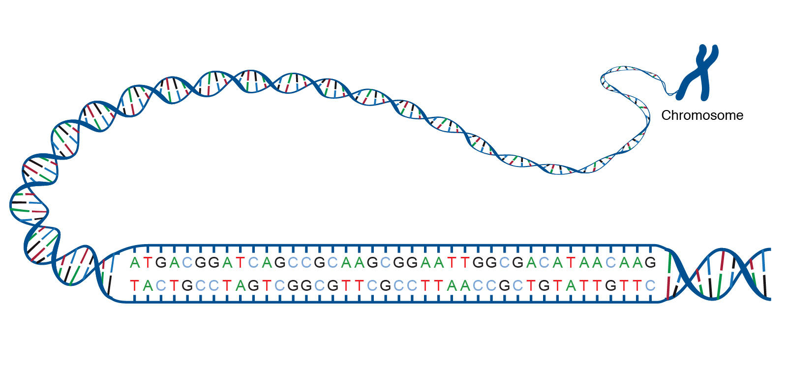 四种碱基和dna的双螺旋结构 来源:genome.gov