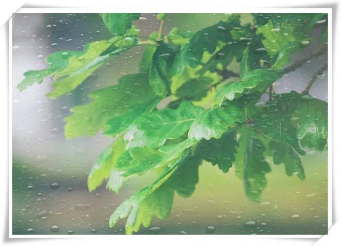 雨后夏夜:蝈蝈儿闹西墙,蛐蛐儿在梦乡,这诗句写得如梦