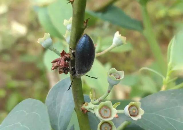 原创蓝莓种植过程有哪些虫害?7种虫害经常见,农技专家详尽分析
