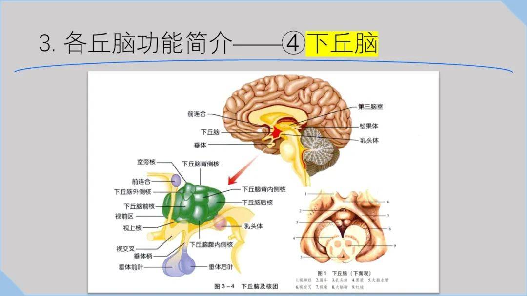 解剖&影像 | 中枢神经系统解剖学习思路