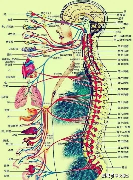 脊椎一旦发生脱位,神经系统必然被压迫,引发头,颈,肩,腰,肌肉酸痛等一