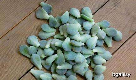 多肉怎么养叶片干净 dc5e4a7244784475a47607932d0d1347.jpeg