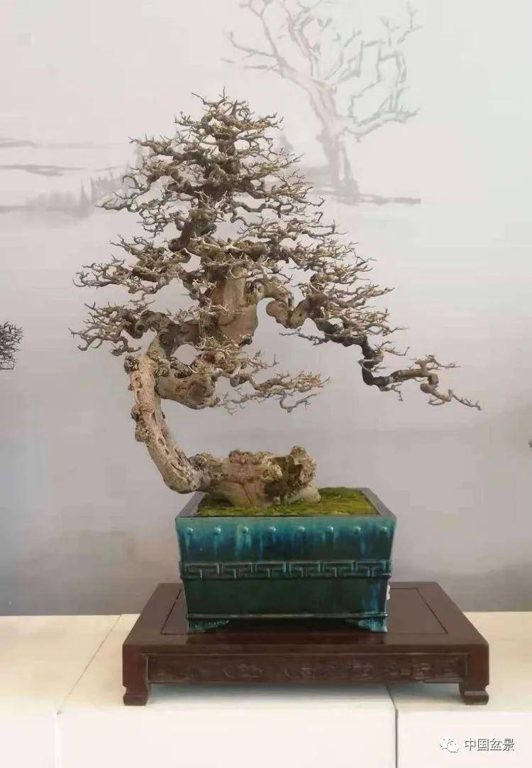 岭南盆景：岭南文化的一朵璀璨奇葩！_树种