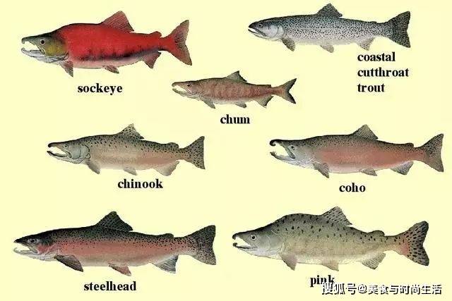 鱼类品种大全 0738b746f2c34aafb267bb71981f73be.jpeg