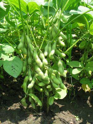原创2020年种大豆,避免大豆出现空荚秕籽的发生,7点预防措施要到位