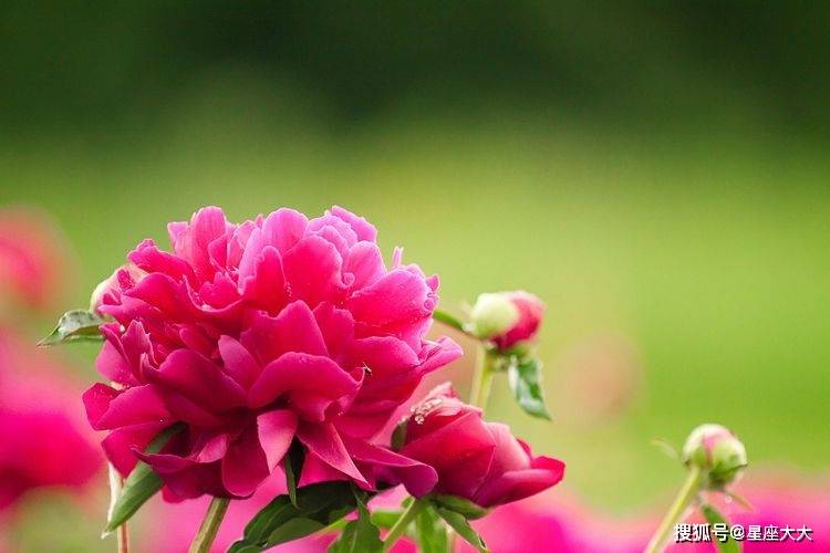 原创6月下旬开始运势一路长虹财运桃花皆为顺心收入高的3生肖