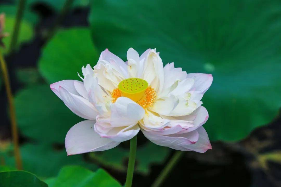 停云小镇莲花基地 九品香水莲原产于台湾 花朵硕大,花色鲜艳美丽 有金