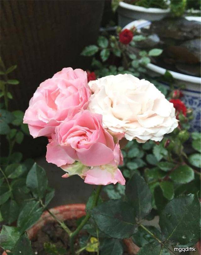 月季花有红蜘蛛用水冲可以吗 9a933e5d2bc447e2bec7ac7150d59c77.jpeg