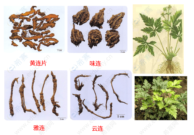 2,黄连:毛茛科植物黄连,三角叶黄连或云连的干燥根茎.